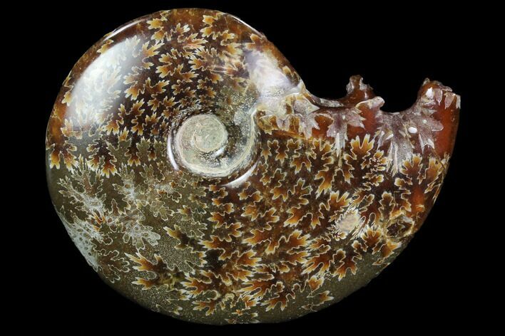 Polished, Agatized Ammonite (Cleoniceras) - Madagascar #97324